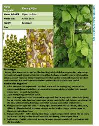 Tanaman ini adalah satu di antara dua jenis tanaman budidaya selain kacang bogor, voandziea. Kacang Hijau Wannura