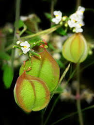 Image result for Cardiospermum corindum