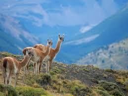 Visiting torres del paine is definitely an unforgettable experience and the incredible natural beauty of the national park left many people speechless! Torres Del Paine National Park Chile Holidays Steppes Travel