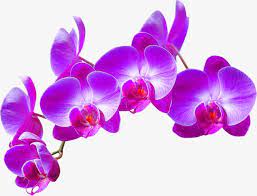 Purple Orchid Decoration Pattern Purple Orchid Flowers Png Purple Orchids Flower Painting Orchids