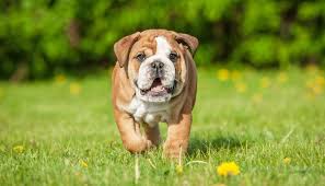 Over the coarse of a 3 months we've purchased and introduced different foods to our bullies including, wellness core, taste of the. Best Dog Food For English Bulldogs 6 Vet Recommended Brands Dog Breeds List Best Dogs Best Dog Food