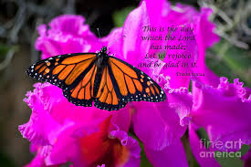 We did not find results for: Butterfly Scripture Photograph By Jill Lang