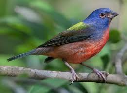The cornell lab of ornithology and the national audubon society started the citizen science project in 1998 to collect data on wild. Great Backyard Bird Count Archives Slow Family