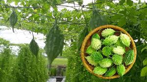 Công dụng tuyệt vời của khổ qua rừng( Mướp đắng rừng) đối với sức khỏe –  Thành Phố Xanh