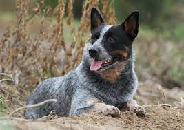 The australian cattle dog stands an average of 18 to 19 inches tall. Australian Cattle Dog Australian Dog Lover