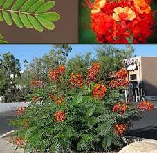 There are exciting ways to use the flowers you tulips are popular because they're beautiful and easy to grow. Red Bird Of Paradise Horticulture Unlimited