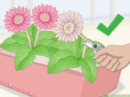 The fungal disease often troubles these colorful south african natives, which grow in u.s. How To Grow Gerbera Daisies With Pictures Wikihow