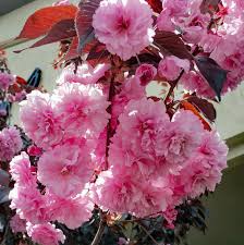 The trees rarely need pruning, except to control size. Pruning Roses Late Weeping Cherry The Dirt Gardener