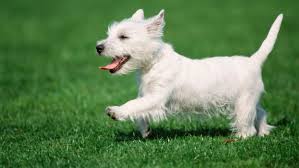 How To Treat Ataxia In Dogs
