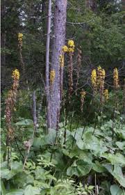 Image result for Ligularia sibirica