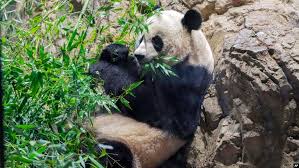 Image result for Pandiaka confusa