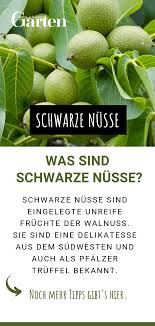 Bestimmt schwirren ihnen einige fragen durch den kopf? Schwarze Nusse Grune Walnusse Einlegen Nusse Grune Walnusse Walnuss