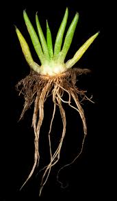 Image result for Isoetes