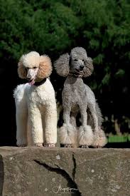 Our goal is to improve the red standard poodle, a color that is still relatively new.(read the history of the red standard poodle) we strive for great health, sound structure, wonderful temperament and of course a nice rich red with black points. Argentcymru Standard Poodles Home