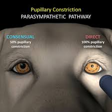 Cranial Nerve Anatomy And Function
