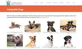 Jump to these adorable pups are available for adoption in phoenix, arizona. Looking For A Pet Aawl Offering Free Dog Adoptions This Weekend