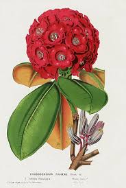 1845 Louis Van Houtte Rhododendron Camellia Amp Azalea Prints Flower Illustration Pressed Flower Art Flower Art