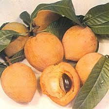 Image result for Pouteria pseudoracemosa