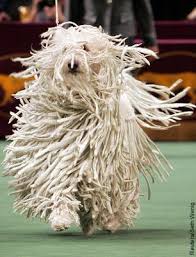 pin on komondor dogs