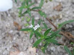 Image result for Oldenlandia geophila