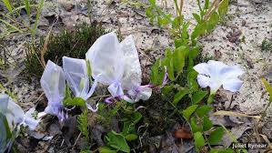 Image result for Bonamia