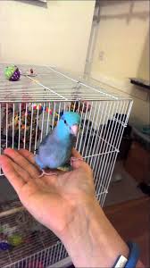 Birds Dancing To Music Youtube Gizmo S Happy Dance Happy Dance Dance Happy