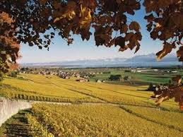 wine route vineyard pictures vineyard pictures