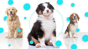 The three sites — two on southeast water avenue and one near the westside base of broadway bridge. How To Choose A Dog Vox