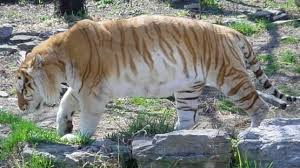 Due to their coat colour cubs would be more obvious to predators and adults stand out to potential prey. Golden Tabby Tiger Info