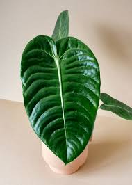 Ace of spades needs 0.8 cups of water every 9 days when it doesn't get direct sunlight and is potted in a 5.0 pot. Anthurium Veitchii Has Oblong Leaves That Reach Up To 1m Long