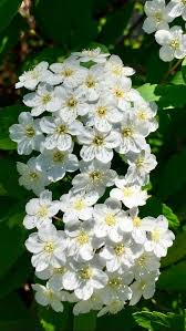 La consegna è a domicilio in tutta italia e all'estero. Pin On Fiori E Fiabe Dei Miei Giardini