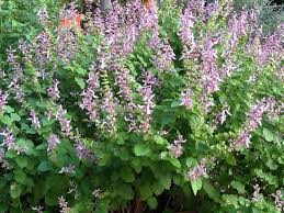 Image result for Ocimum labiatum