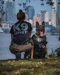 pin pa female k9 police dogs companion
