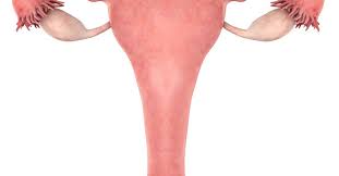 Age and estrogen levels affect risk, treatment, prognosis and even types of cancer. Enlarged Uterus Causes Symptoms And Treatment