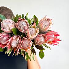 Image result for Protea enervis