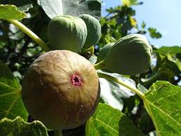 Maybe you would like to learn more about one of these? Ripe Figs
