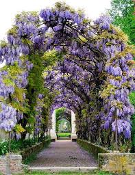 See 205 traveller reviews, 304 candid photos, and great deals for jacaranda hotel apts, ranked #54 of 70 hotels in protaras and rated 3.5. 230 Jacaranda Trees Wisteria Ideas Wisteria Flowers Beautiful Flowers