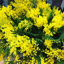 This flower looks very delicate, but it is actually very strong and able to grow in hostile lands. Flowers Talk Tivoli Pa Twitter Mimosa Is In The House The Official Flower For International Women S Day On Wednesday Celebrate You And Your Accomplishments Everyday Https T Co Rmorelb99o