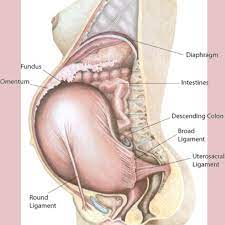 Round Ligament Pain: Another Fun Feature Of Pregnancy! — Right To Roam