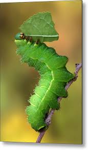 The luna moth (actias luna) is a nearctic moth in the family saturniidae, subfamily saturniinae, a group commonly known as giant silk moths. Luna Moth Caterpillar Eating Metal Print By Robert Jensen