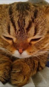 Artikel kucing gambar kucing harga. Pin Oleh Afiqah Khirodin Di C Anak Kucing Lucu Kucing Lucu Anak Kucing