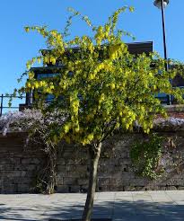 Image result for Laburnum