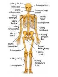 Sistem rangka manusia lkpd sistem rangka manusia. Pengertian Sistem Rangka Manusia Fungsi Cara Contoh