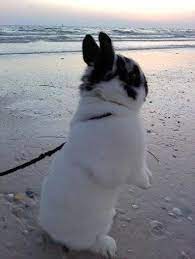Beach Bunny Cute Baby Bunnies Cute Animals Pets