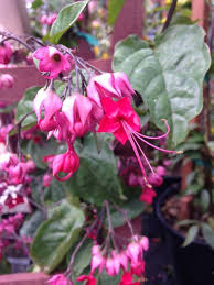 Image result for Clerodendrum thomsoniae