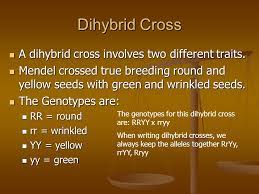 In a dihybrid cross the inheritance of one trait alters the effect of other trait. Genetics Ppt Video Online Download