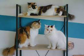 Why Are Male Calico Cats So Rare
