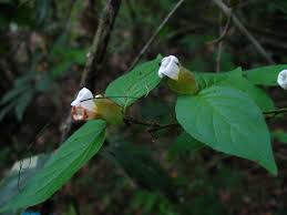 Image result for Mostuea