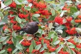 Image result for Cotoneaster