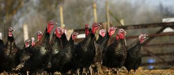 Check spelling or type a new query. How Much Water Do You Need To Make Your Favourite Christmas Meals World Economic Forum